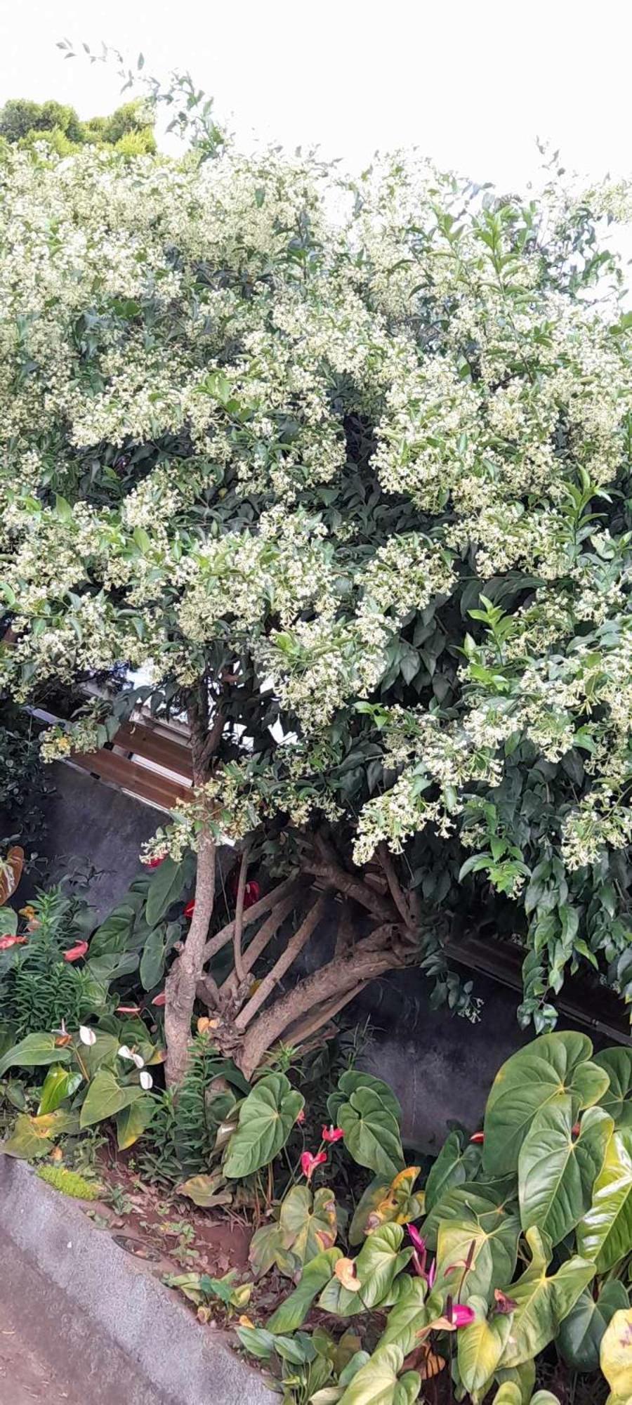 Le Muguet Sauvage Βίλα Le Tampon Εξωτερικό φωτογραφία